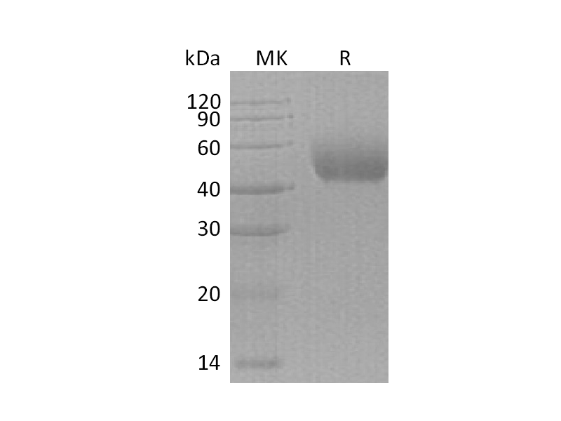 Recombinant Human Nectin-1 (C-6His)