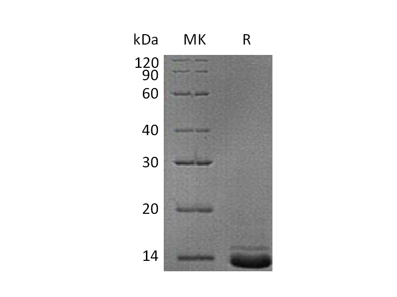 Recombinant Human NPY (C-6His)