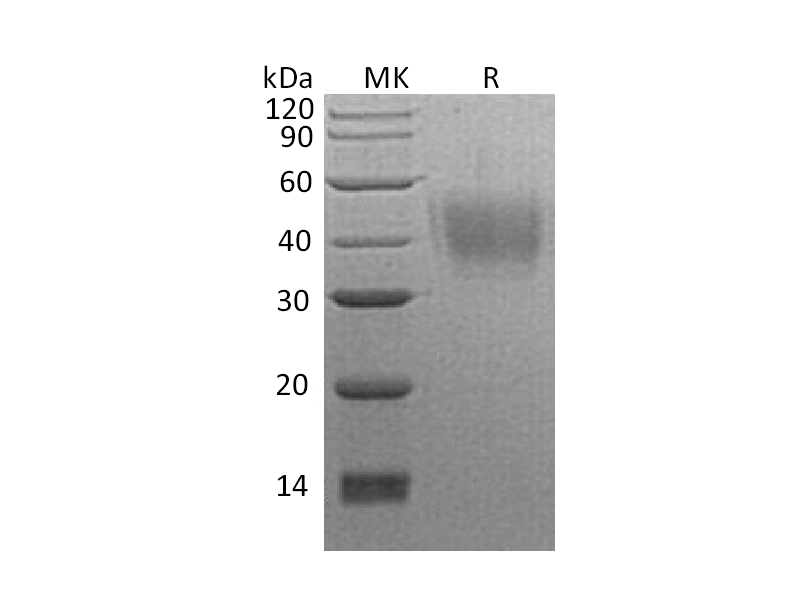 Recombinant Human NPTN (C-6His)