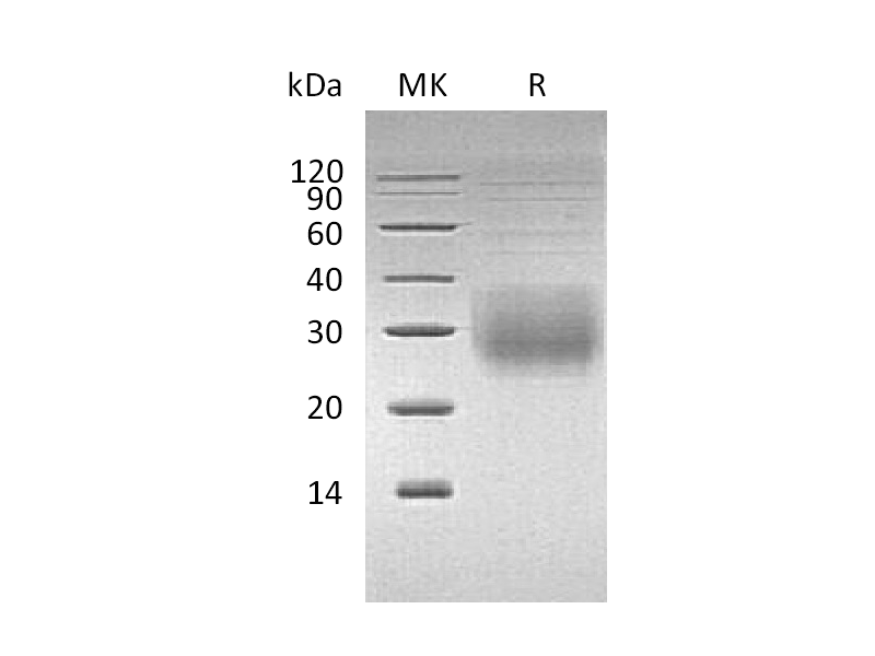 Recombinant Human NKG2A & CD94 Heterodimer (N-8His-Flag)
