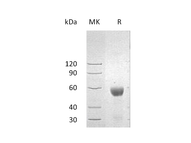 Recombinant Human NKG2DL2(C-Fc)