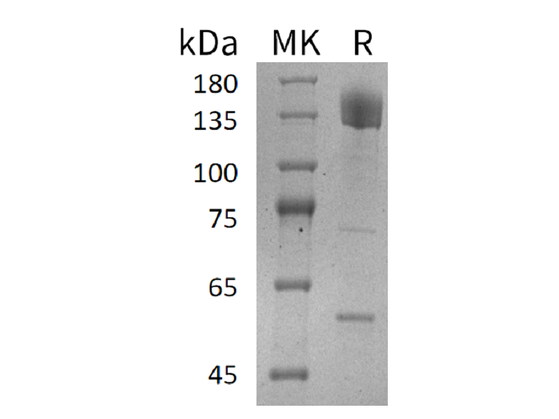 Recombinant Human PCDH10 (C-Fc)