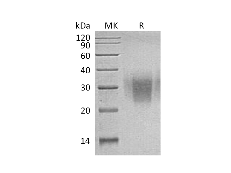 Recombinant Human PD-1 (C-6His)