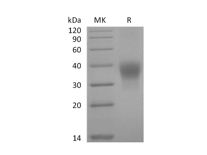 Recombinant Human PD-1 (C-6His)