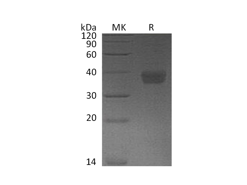 Recombinant Human PD-L1 (C-Flag)