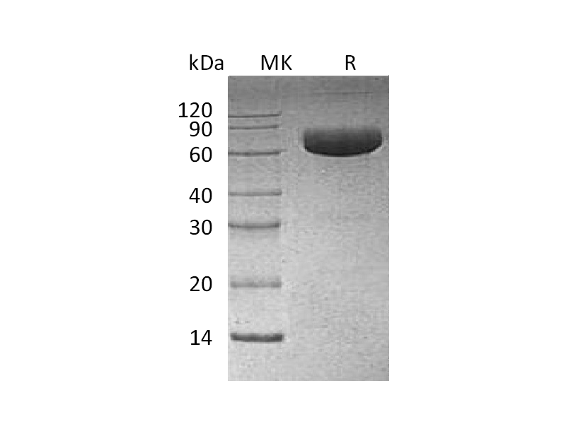 Recombinant Human PD-L1 (C-mFc)