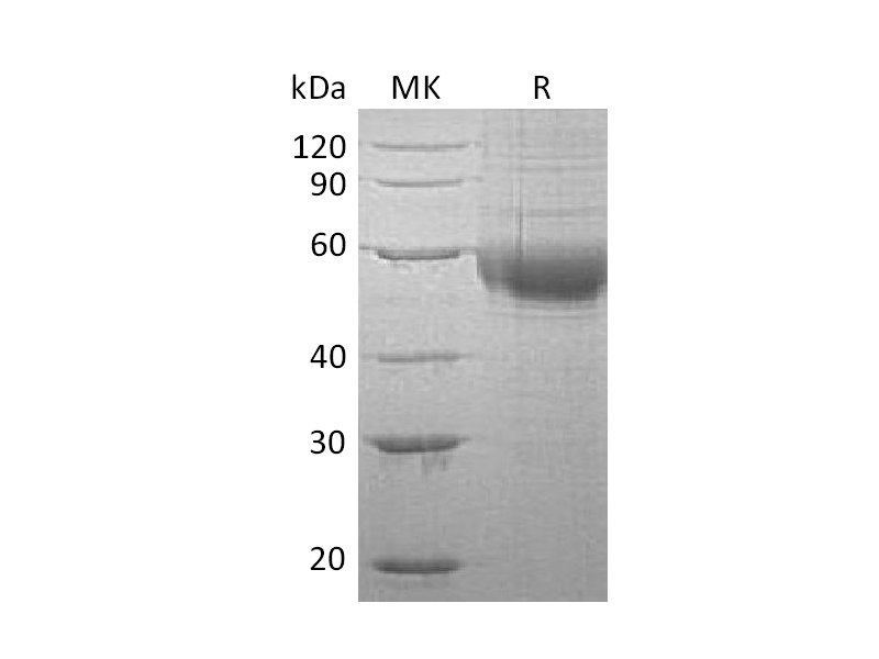 Recombinant Human PLA2G7 (C-6His)