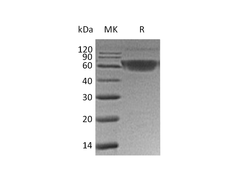 Recombinant Human PD-1 (C-mFc)
