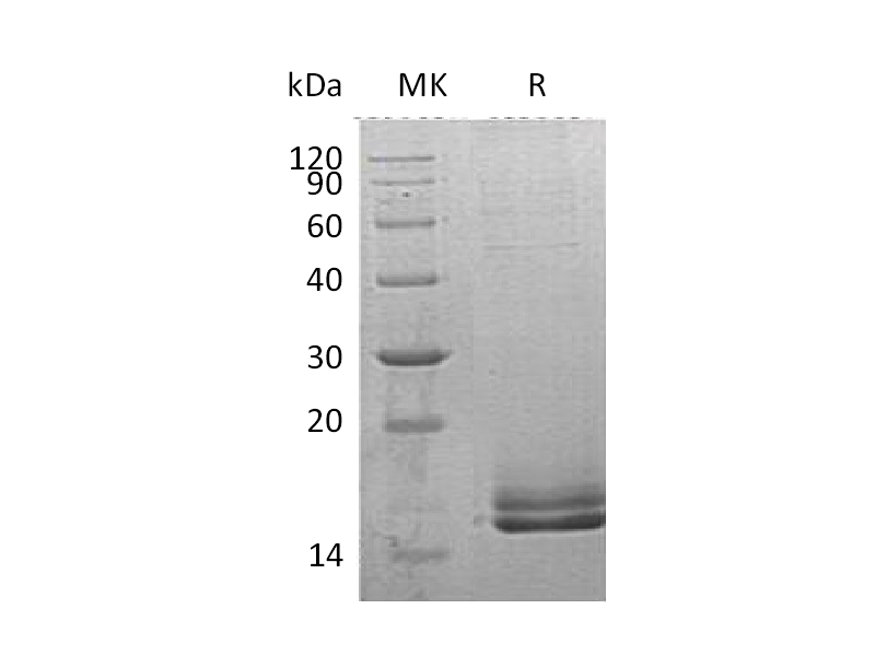 Recombinant Human Motilin (C-6His)