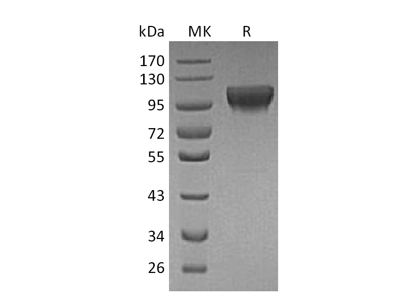 Recombinant Human HER4 (C-6His)