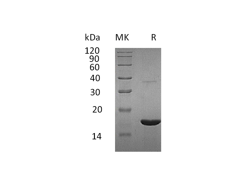 Recombinant Human REG3G (C-6His)
