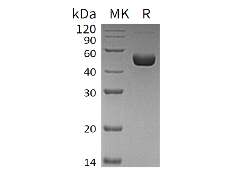Recombinant Human Renin (C-10His)
