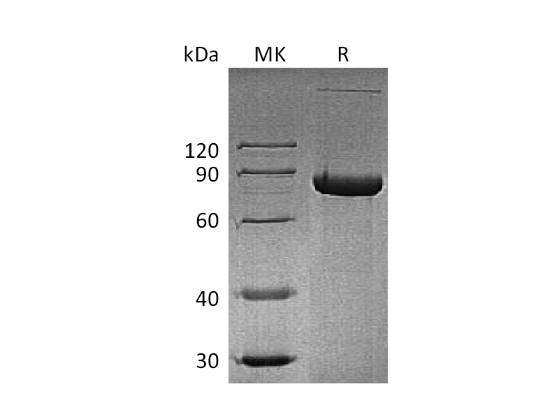 Recombinant Human sCD4 (C-Fc)