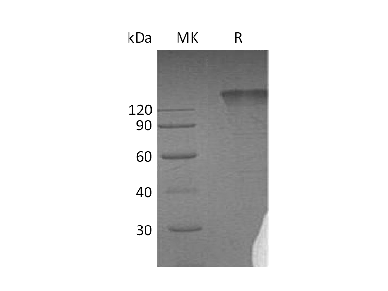 Recombinant Human SEMA4D (C-Fc)