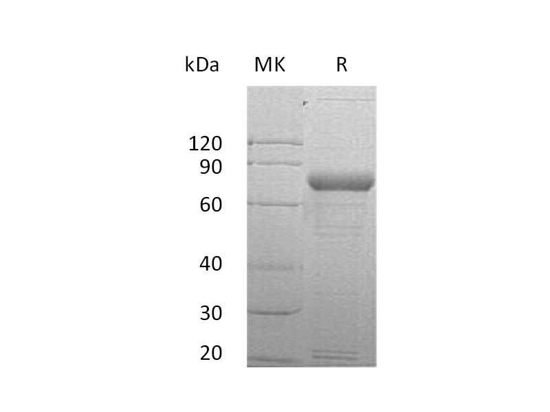Recombinant Human SIRPG (C-Fc)