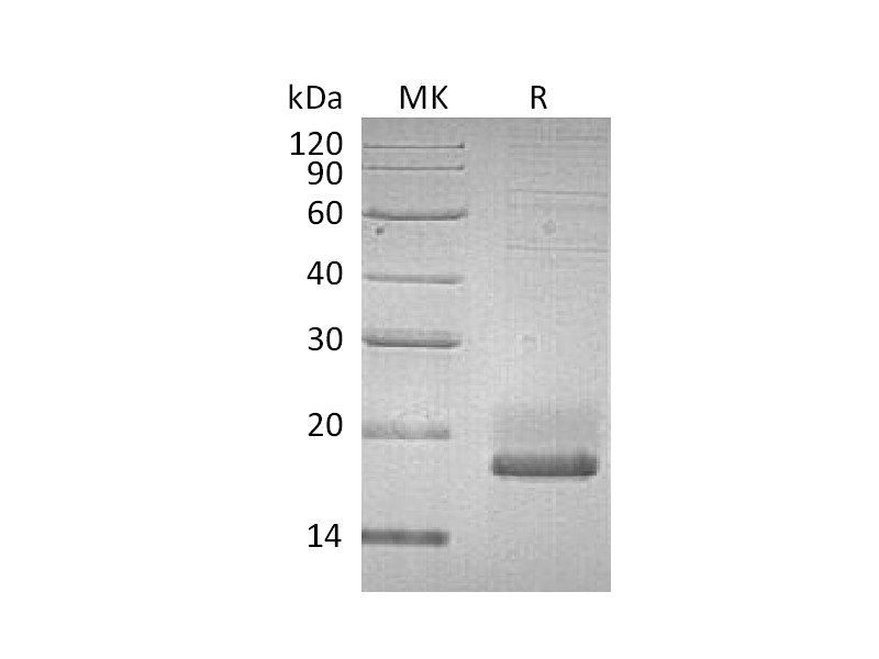 Recombinant Human SUMO3 (C-6His)