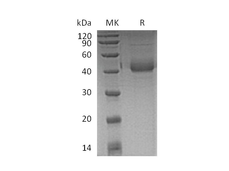 Recombinant Human SP-D (C-6His)
