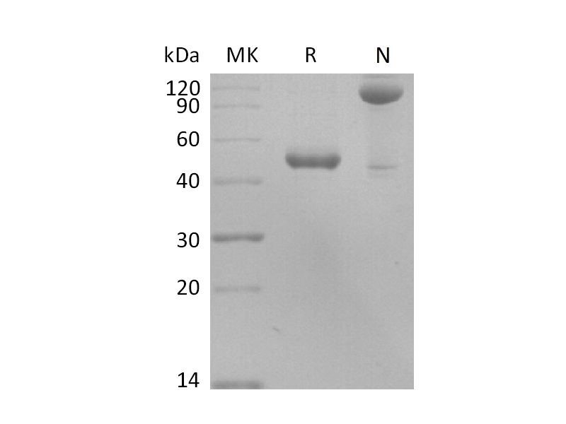 Recombinant Human BAFF (N-Fc)