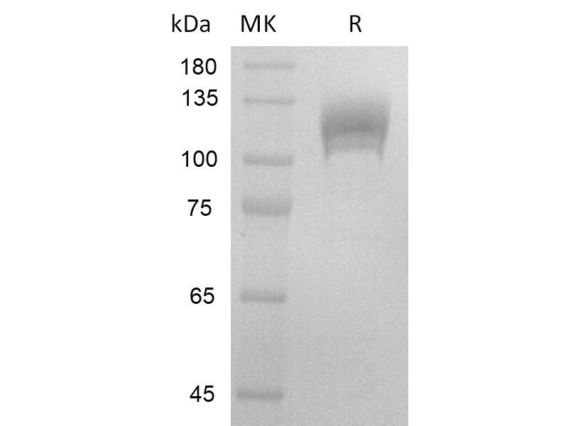 Recombinant Human FLT3 (C-Fc)