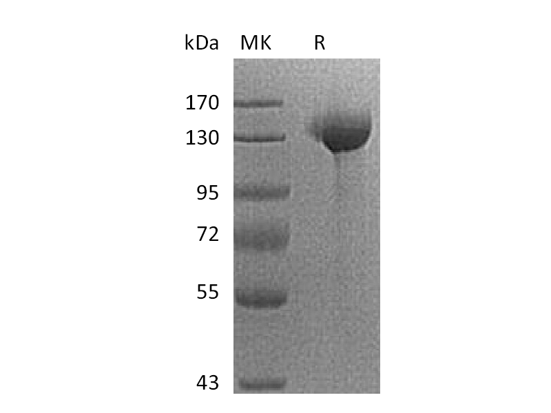 Recombinant Human Siglec-2 (C-Fc)