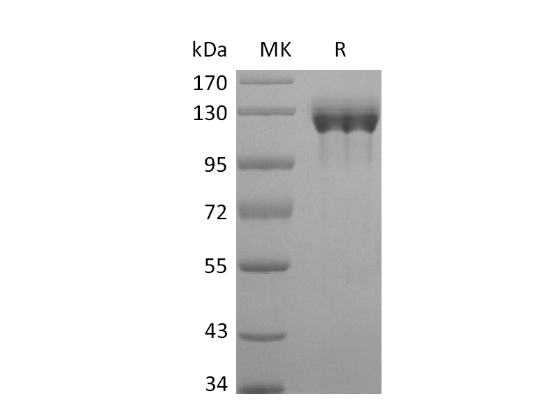 Recombinant Human G-CSFR (C-Fc)
