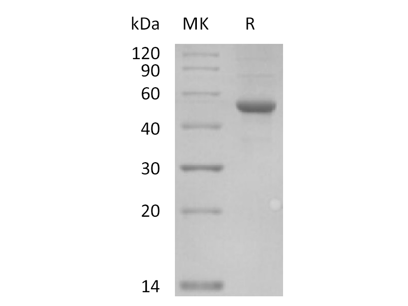Recombinant Human ILDR2 (C-Fc)