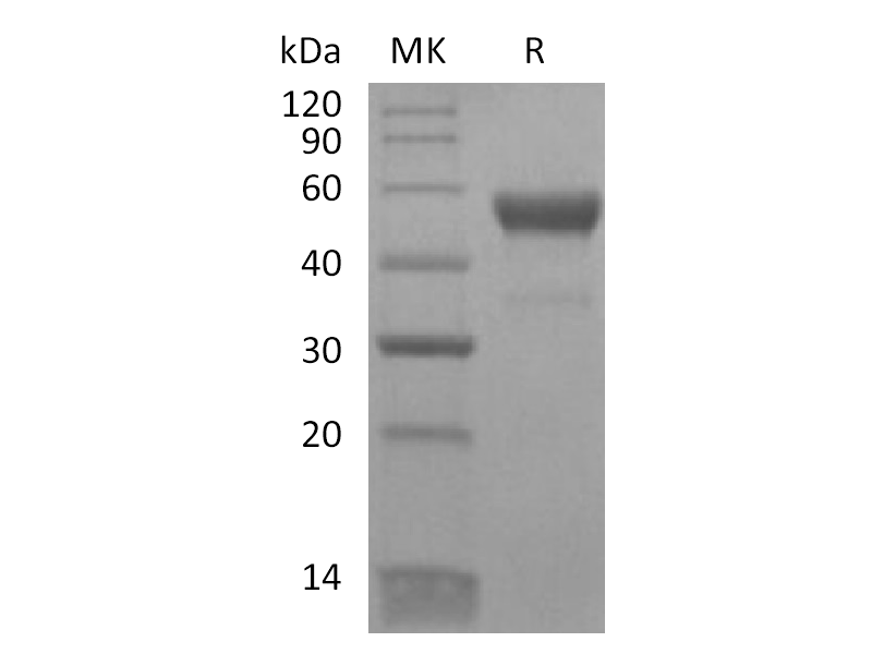 Recombinant Human CD300LB (C-Fc)