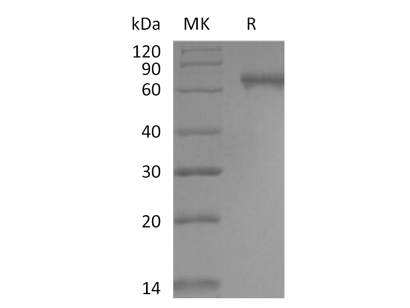 Recombinant Human Notch2 (C-6His)