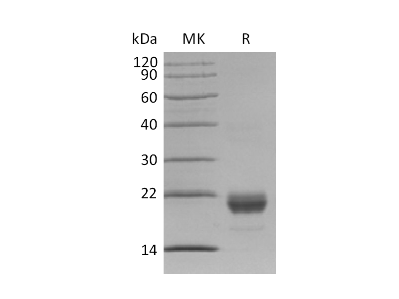 Recombinant Human IL-17F (N-6His)