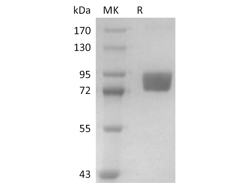 Recombinant Human CD98 (N-mFc)