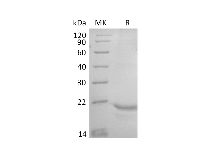 Recombinant Human CLDN18.2 (N-Twin strep-Flag)
