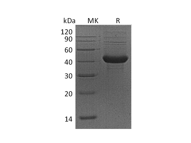 Recombinant Mouse ACVR1B (C-Fc)