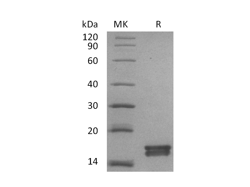 Recombinant Mouse Agr3 (C-6His)