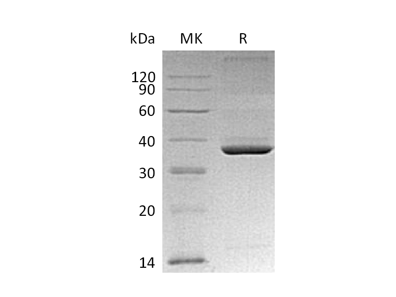 Recombinant Mouse ApoE (C-6His)