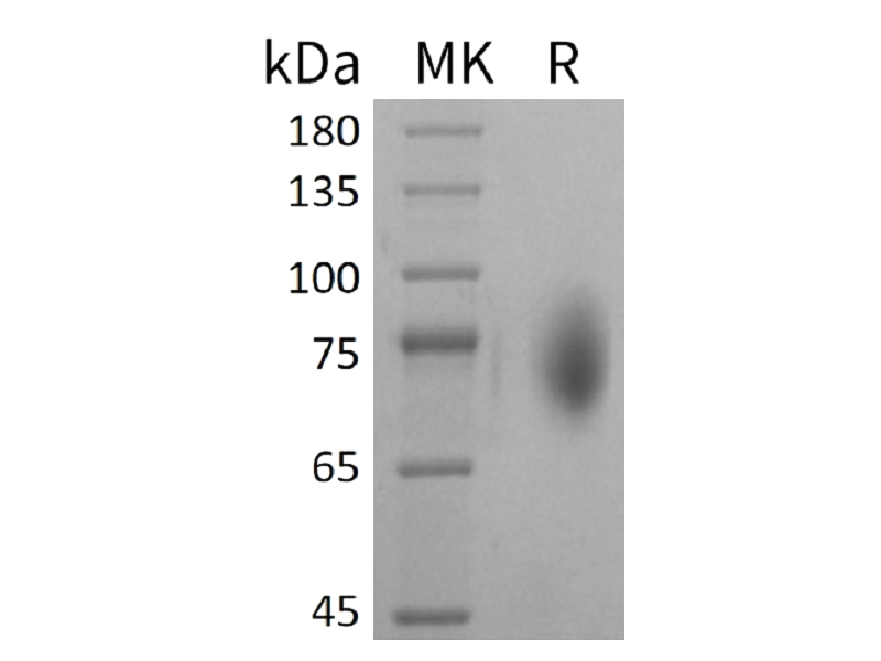 Recombinant Mouse B7-2 (C-Fc)