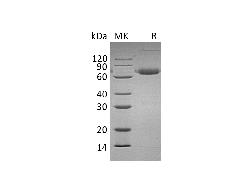 Recombinant Mouse PD-L2 (C-Fc)
