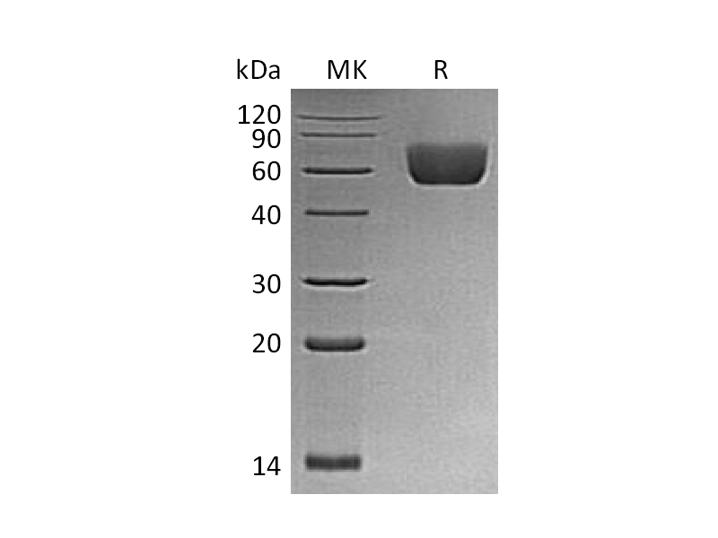 Recombinant Mouse BTNL2 (C-6His)