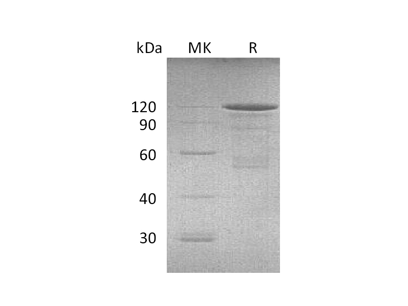 Recombinant Mouse CDH3 (C-Fc)
