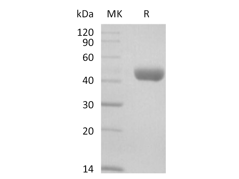 Recombinant Mouse Nectin-2 (C-6His)