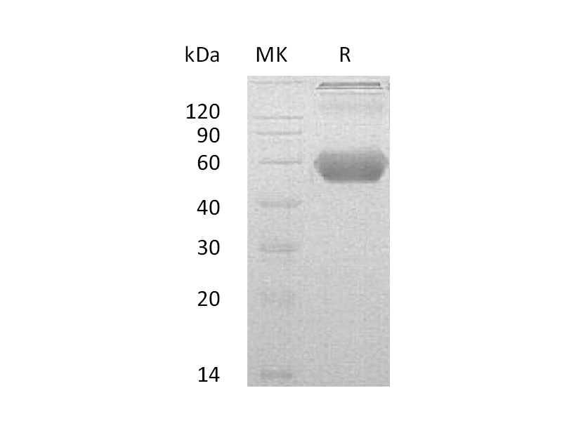 Recombinant Mouse GITR (C-Fc-6His)