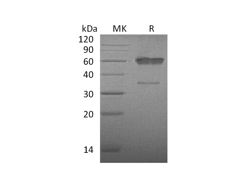 Recombinant Mouse CD83 (C-Fc)