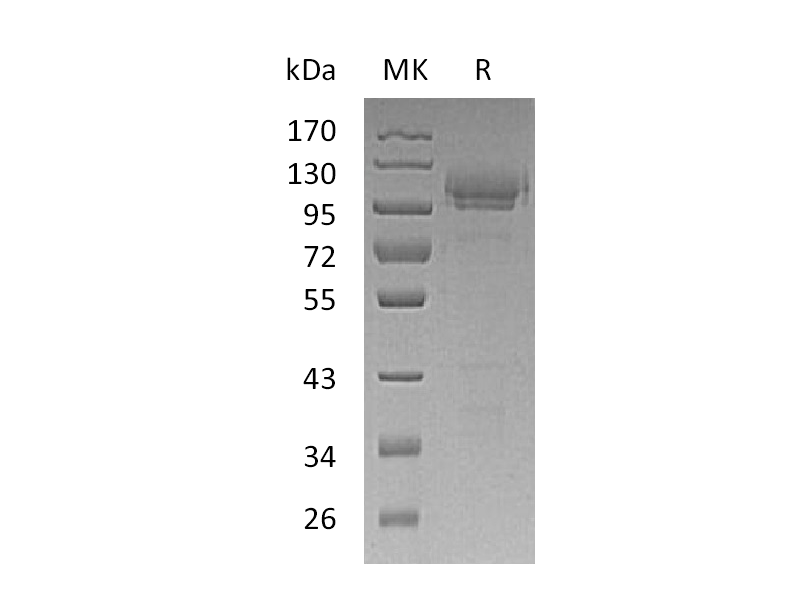 Recombinant Mouse CADM1 (C-Fc)