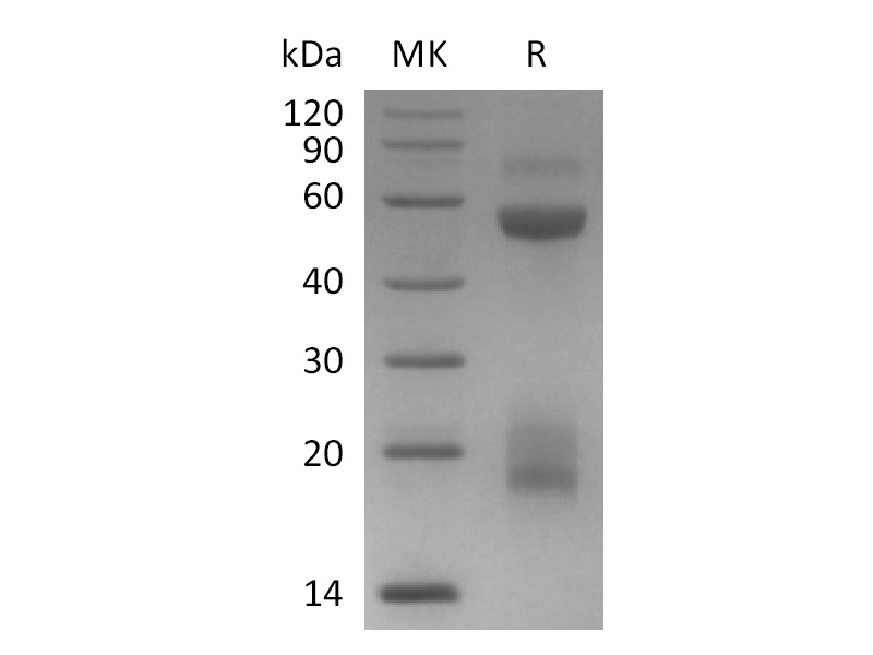 Recombinant Mouse Factor X (C-6His)