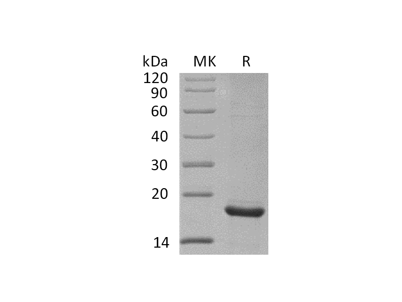 Recombinant Mouse Endostatin (C-6His)