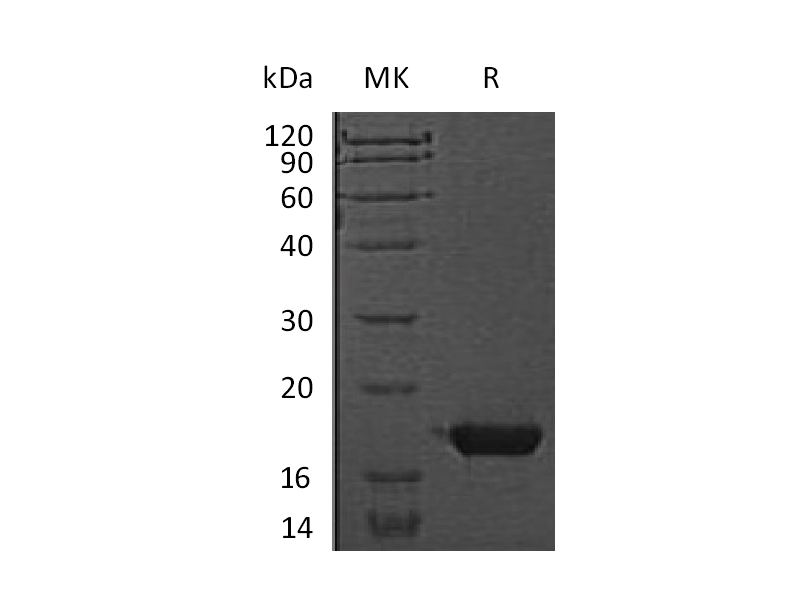 Recombinant Mouse CST7 (C-6His)