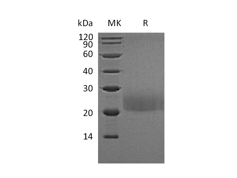 Recombinant Mouse CTLA-4 (C-Flag)