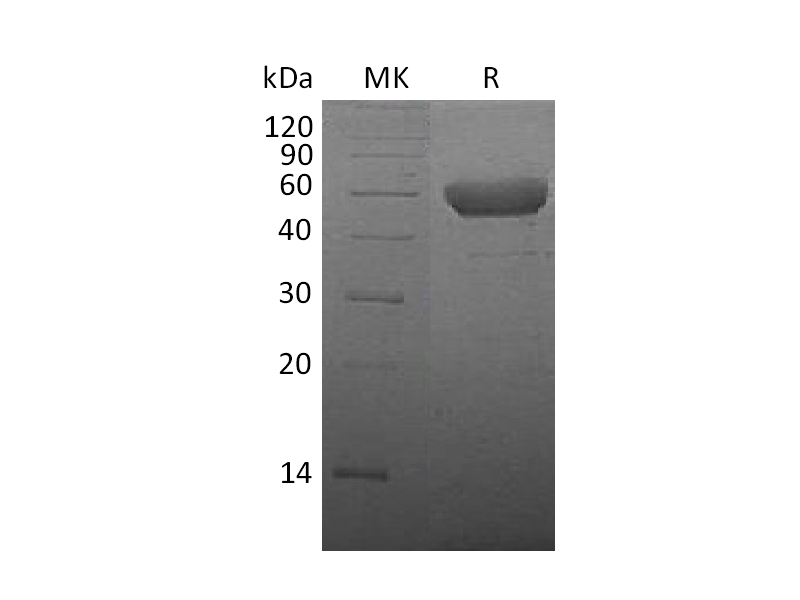 Recombinant Mouse CTLA-4 (C-Fc)