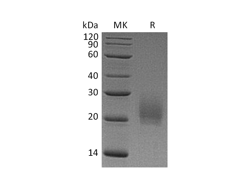 Recombinant Mouse CTLA-4 (C-6His)