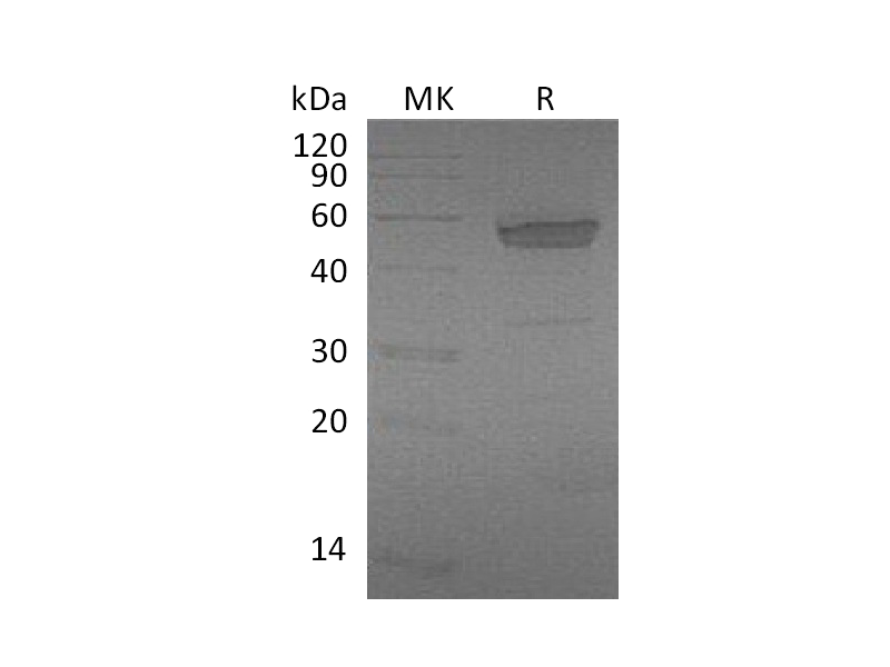 Recombinant Mouse EDA2R (C-Fc)