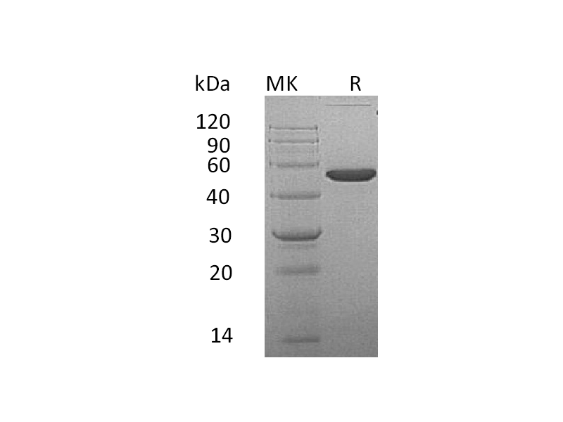 Recombinant Mouse EFNA4 (C-Fc)